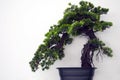 Japaness bonsai tree