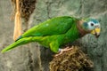 Japanesse green parrot in nature