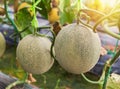 Japanness melons or canary melon or green melons or cantaloupe melons on tree Royalty Free Stock Photo