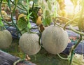 Japanness melons or canary melon or green melons or cantaloupe melons on tree Royalty Free Stock Photo