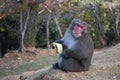 A Japans monkey is eating a banana