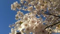 Japanse Cherry Blossem 3 Royalty Free Stock Photo