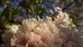 Japanse Cherry Blossem 5 Royalty Free Stock Photo
