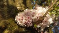Japanse Cherry Blossem 6 Royalty Free Stock Photo