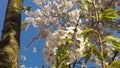 Japanse Cherry Blossem 7 Royalty Free Stock Photo