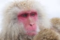 Japanse Makaak, Japanese Macaque, Macaca fuscata Royalty Free Stock Photo
