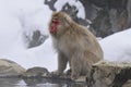 Japanse Makaak, Japanese Macaque, Macaca fuscata Royalty Free Stock Photo