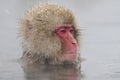 Japanse Makaak, Japanese Macaque, Macaca fuscata