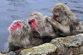 Japanse Makaak, Japanese Macaque, Macaca fuscata Royalty Free Stock Photo