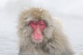 Japanse Makaak, Japanese Macaque, Macaca fuscata Royalty Free Stock Photo