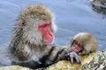 Japanse Makaak, Japanese Macaque, Macaca fuscata Royalty Free Stock Photo
