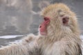 Japanse Makaak, Japanese Macaque, Macaca fuscata Royalty Free Stock Photo