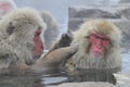Japanse Makaak, Japanese Macaque, Macaca fuscata Royalty Free Stock Photo
