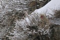 Japanse Makaak, Japanese Macaque, Macaca fuscata Royalty Free Stock Photo