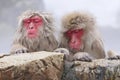Japanse Makaak, Japanese Macaque, Macaca fuscata Royalty Free Stock Photo