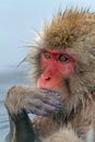 Japanse Makaak, Japanese Macaque, Macaca fuscata Royalty Free Stock Photo