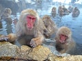 Japanse Makaak, Japanese Macaque, Macaca fuscata Royalty Free Stock Photo