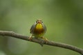 Japanse Nachtegaal, Red-billed Leiothrix, Leiothrix lutea Royalty Free Stock Photo