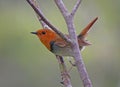 Japanse Roodborst, Japanese Robin, Luscinia akahige