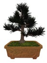 Japenese cedar tree bonsai - 3D render Royalty Free Stock Photo