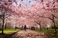 Japenese cherry trees blossoming spring denmark people Royalty Free Stock Photo