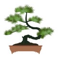 Japenese colorful pine bonsai tree in a brown pot, house plant.