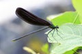 Japenese graceful damselfly Royalty Free Stock Photo