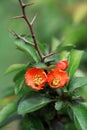 Japn garden. Blossoming Chaenomeles (flowering quince, Japanese quince)