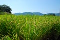 Japnese rice field