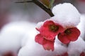 Japonica blossoms in snow