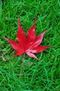 Jappanese Maple Leaf