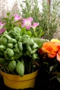 Jars on a balcony containing aromatic plants and flowers