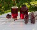 Jar of cherry compote on garden background Royalty Free Stock Photo