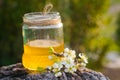 jar of liquid floral honey against background of trees. flowering plum branch near fresh honey. Healthy food concept.