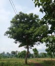 Jaranan tree on the side of the road leading to the rice fields.