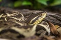 Jararacussu snake (bothrops Jararacussu) slithering on the bare
