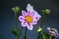 Jardin Botanique de Lyon Royalty Free Stock Photo