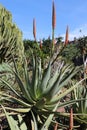 Aloe arborescens plant