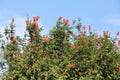 Tecoma capensis plant Royalty Free Stock Photo