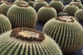 Jardin de cactus landscape Lanzarote