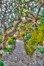 Jardin Exotique garden in Monaco Royalty Free Stock Photo