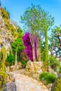 Jardin Exotique garden in Monaco Royalty Free Stock Photo