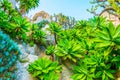 Jardin Exotique garden in Monaco Royalty Free Stock Photo