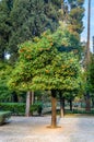 Jardin Jnan Sbil, Royal Garden in Fes. Morroco