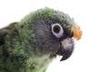 Jardine parrot Royalty Free Stock Photo