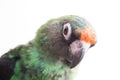 Jardine parrot Royalty Free Stock Photo