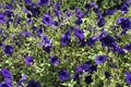 Jardins do Palacio de Cristal Gardens details in Downtown of Porto Portugal Royalty Free Stock Photo