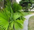 JardÃÂ­n Tropical Con CaminerÃÂ­a En Un Parque