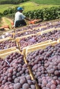 Harvest grapes Royalty Free Stock Photo