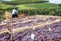 Man drives a tractor with wooden boxes with grapes Royalty Free Stock Photo